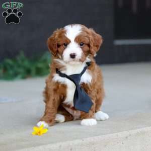 Bruno, Cavapoo Puppy